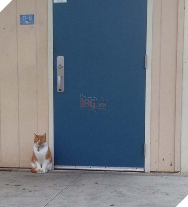 chú mèo nối tiếng vì chăm chỉ đến lớp và được cấp thẻ học sinh