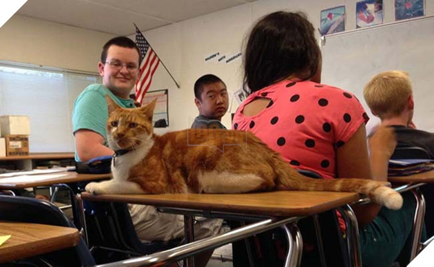 chú mèo nối tiếng vì chăm chỉ đến lớp và được cấp thẻ học sinh