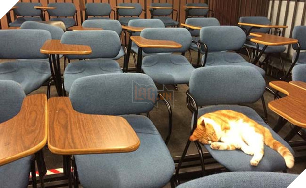 chú mèo nối tiếng vì chăm chỉ đến lớp và được cấp thẻ học sinh