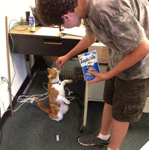 chú mèo nối tiếng vì chăm chỉ đến lớp và được cấp thẻ học sinh