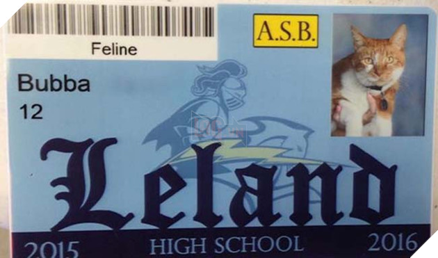 chú mèo nối tiếng vì chăm chỉ đến lớp và được cấp thẻ học sinh