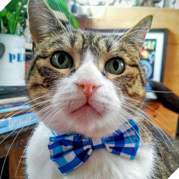 15 chú mèo bảnh trai ăn diện nhất trong ngày quốc tế mèo - Ảnh 13.