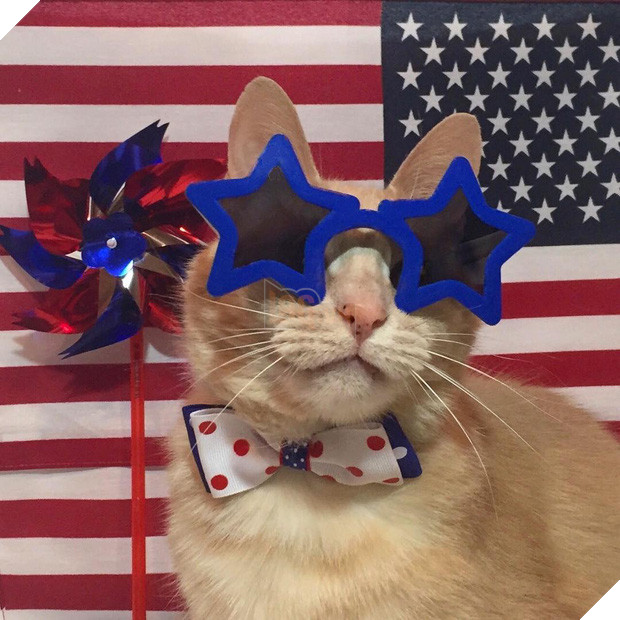 15 chú mèo bảnh trai ăn diện nhất trong ngày quốc tế mèo - Ảnh 11.