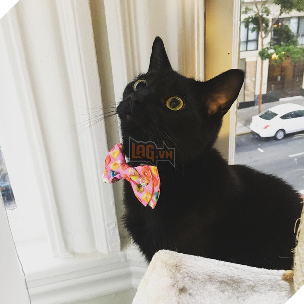 15 chú mèo bảnh trai ăn diện nhất trong ngày quốc tế mèo - Ảnh 9.