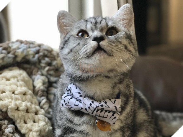 15 chú mèo bảnh trai ăn diện nhất trong ngày quốc tế mèo - Ảnh 23.