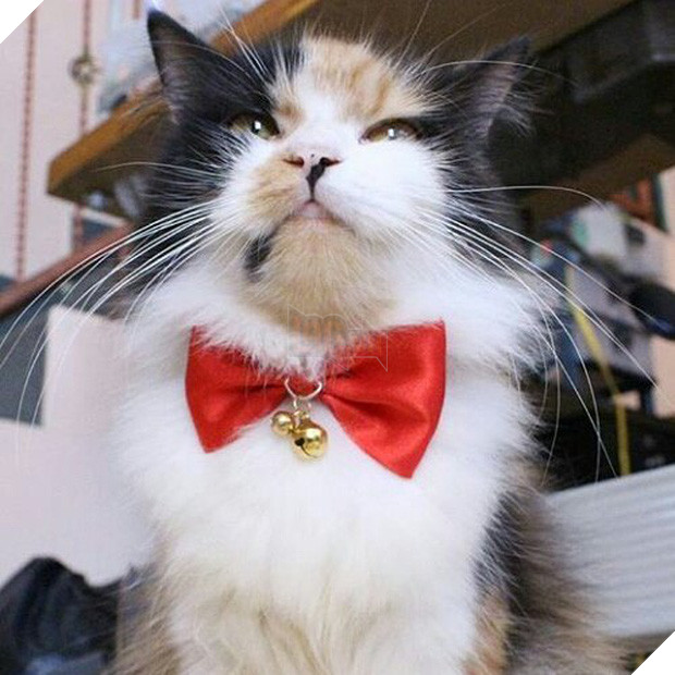 15 chú mèo bảnh trai ăn diện nhất trong ngày quốc tế mèo - Ảnh 21.