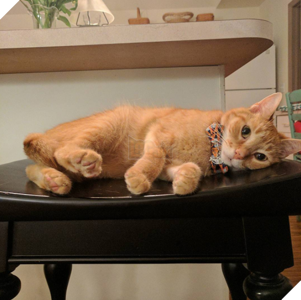 15 chú mèo bảnh trai ăn diện nhất trong ngày quốc tế mèo - Ảnh 1.