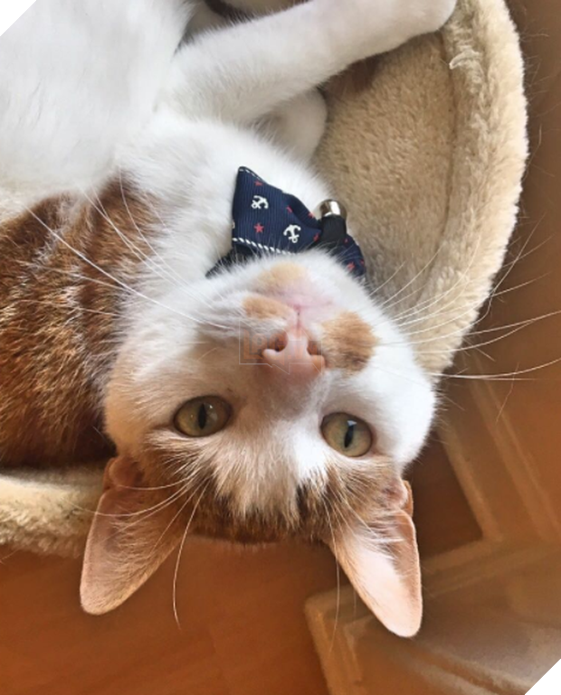 15 chú mèo bảnh trai ăn diện nhất trong ngày quốc tế mèo - Ảnh 25.