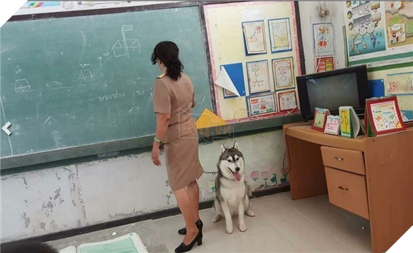 Cộng đồng mạng phát sốt với chú cún cưng ngoan ngoãn theo mẹ đi dạy