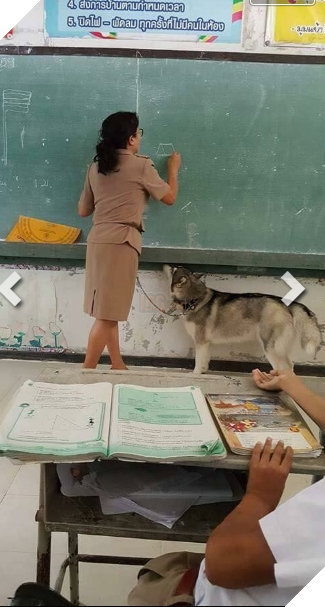 Để phòng hờ chú chó hiếu động, cô giáo này đã cột sợi dây ngang hông một đầu luồn vào vòng cổ của chú chó.