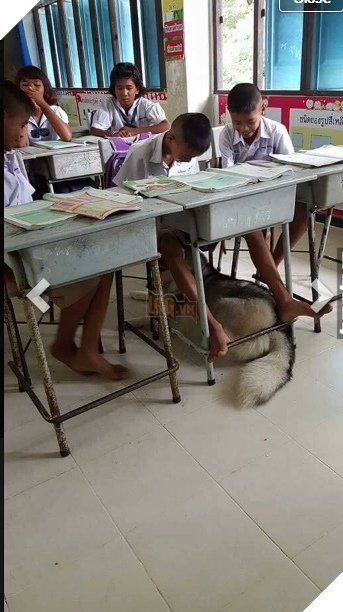 Cộng đồng mạng phát sốt với chú cún cưng ngoan ngoãn theo mẹ đi dạy