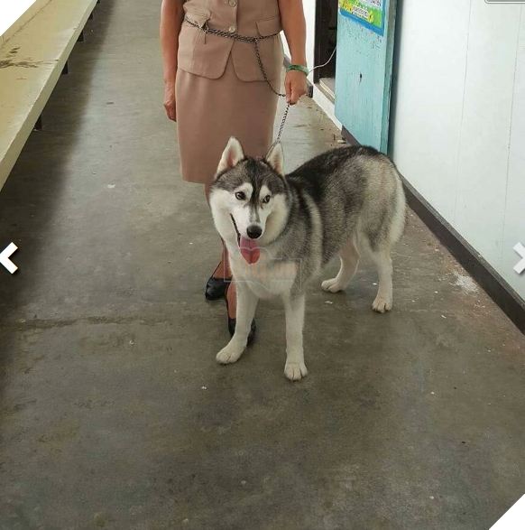 Cộng đồng mạng phát sốt với chú cún cưng ngoan ngoãn theo mẹ đi dạy