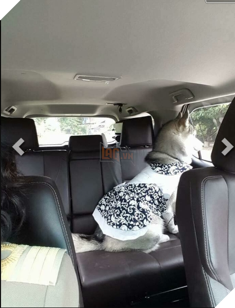 Chú cún cưng này đã tạo nên cơn sốt sau khi được "cùng mẹ đi dạy".