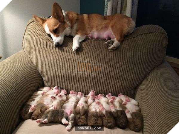 12 bức ảnh chó mẹ ‘sợ cảnh cho con bú’ khiến ai xem cũng không thể nhịn cười