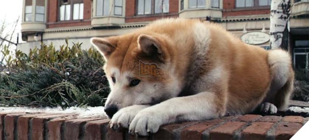 chú chó hachiko trung thành