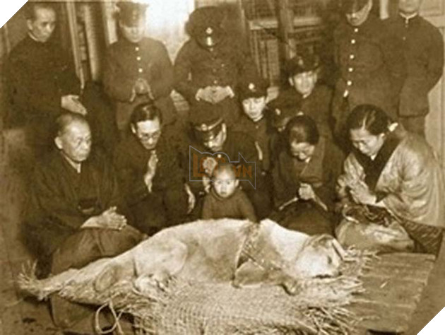chú chó hachiko trung thành