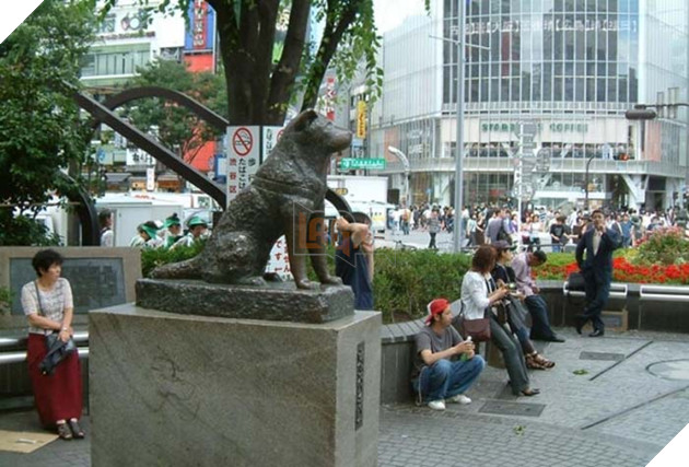 Câu chuyện thật cảm động về cuộc đời chú chó Hachiko 4
