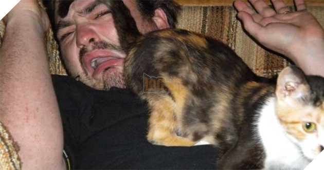 hành động thể hiện tình yêu của mèo