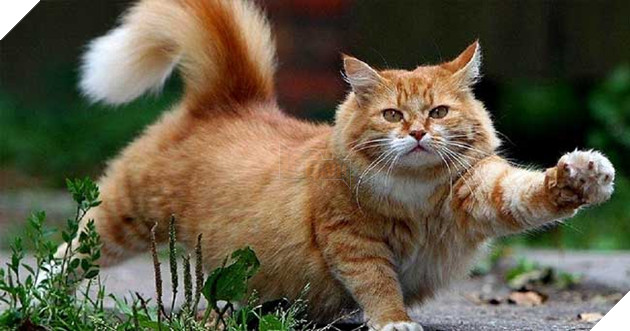 hành động thể hiện tình yêu của mèo