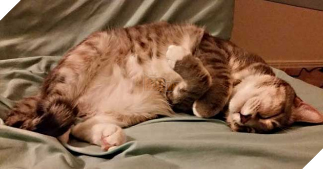 hành động thể hiện tình yêu của mèo