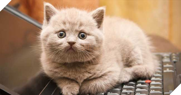 hành động thể hiện tình yêu của mèo