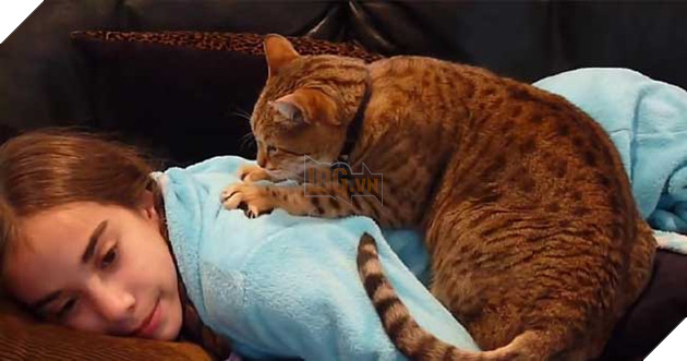 hành động thể hiện tình yêu của mèo
