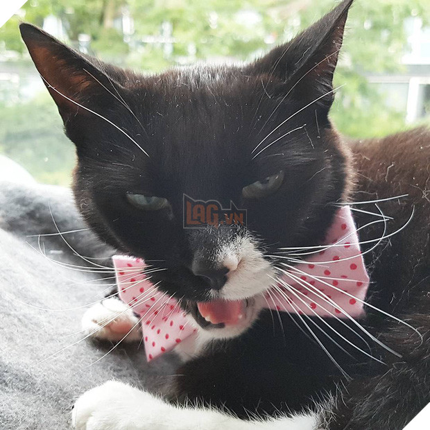 15 chú mèo bảnh trai ăn diện nhất trong ngày quốc tế mèo - Ảnh 7.