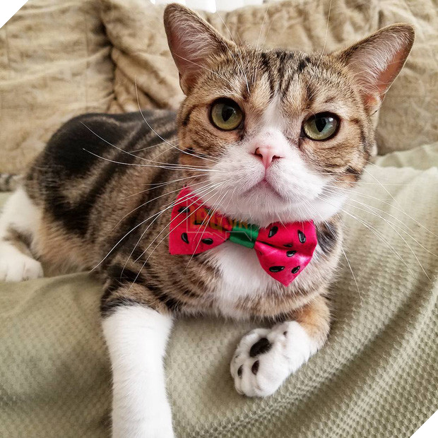 15 chú mèo bảnh trai ăn diện nhất trong ngày quốc tế mèo - Ảnh 5.