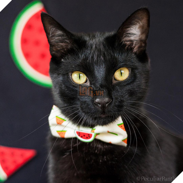 15 chú mèo bảnh trai ăn diện nhất trong ngày quốc tế mèo - Ảnh 17.