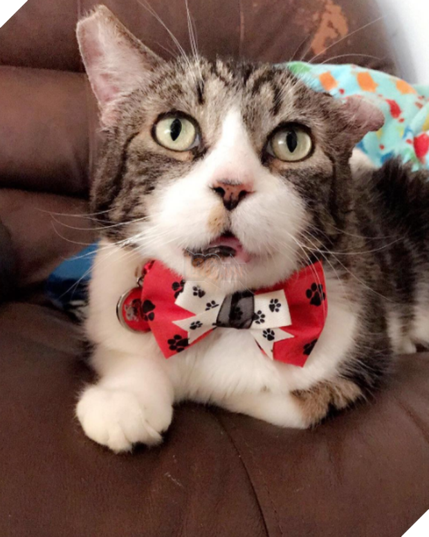 15 chú mèo bảnh trai ăn diện nhất trong ngày quốc tế mèo - Ảnh 15.