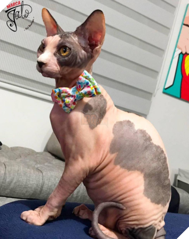 15 chú mèo bảnh trai ăn diện nhất trong ngày quốc tế mèo - Ảnh 29.