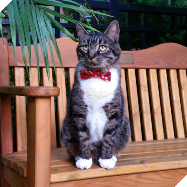 15 chú mèo bảnh trai ăn diện nhất trong ngày quốc tế mèo - Ảnh 27.