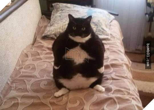 25 bức ảnh cho thấy trong thế giới loài mèo béo ú mới là dễ thương nhất 13