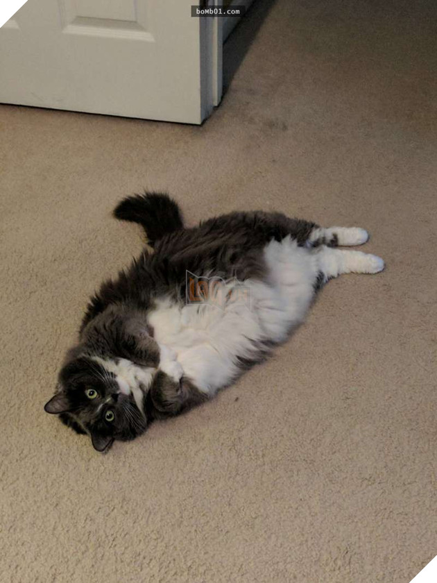 25 bức ảnh cho thấy trong thế giới loài mèo béo ú mới là dễ thương nhất 11