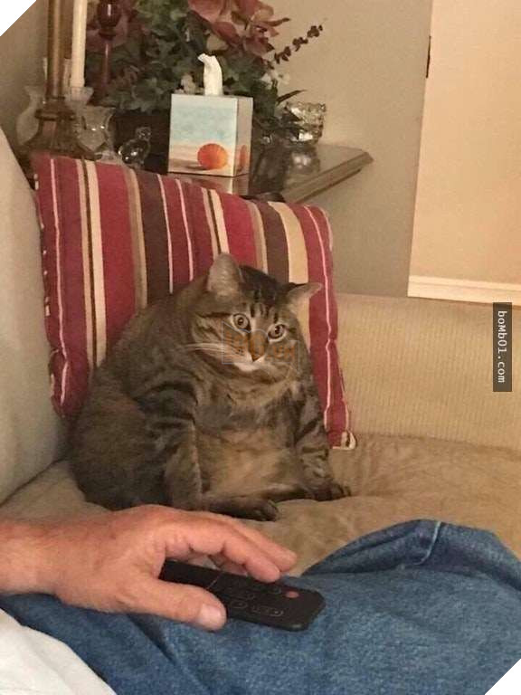 25 bức ảnh cho thấy trong thế giới loài mèo béo ú mới là dễ thương nhất 16