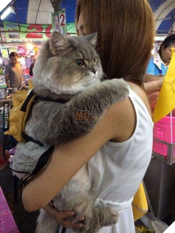 25 bức ảnh cho thấy trong thế giới loài mèo béo ú mới là dễ thương nhất 5