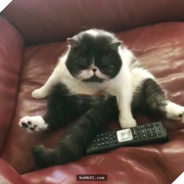 25 bức ảnh cho thấy trong thế giới loài mèo béo ú mới là dễ thương nhất 14