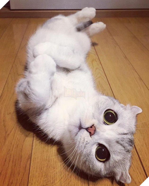 mèo người mèo mắt lớn nhất thế giới sẽ không đầu hàng trở thành "mèo nô lệ"! # 2 nhìn này bạn đứng? ! (30)