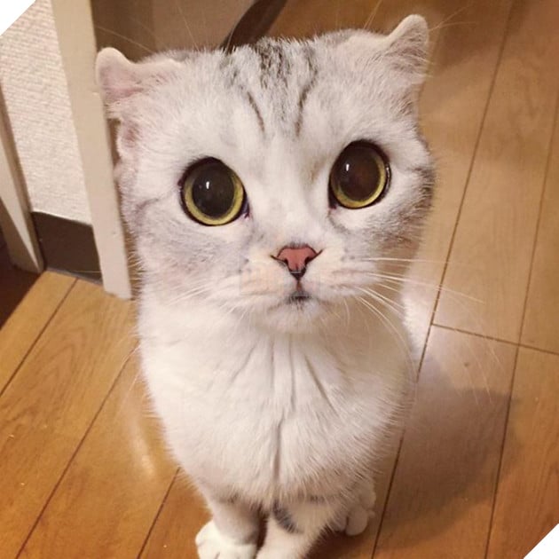 mèo người mèo mắt lớn nhất thế giới sẽ không đầu hàng trở thành "mèo nô lệ"! # 2 nhìn này bạn đứng? ! (30)