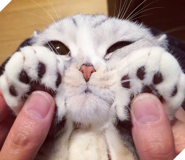 mèo người mèo mắt lớn nhất thế giới sẽ không đầu hàng trở thành "mèo nô lệ"! # 2 nhìn này bạn đứng? ! (30)