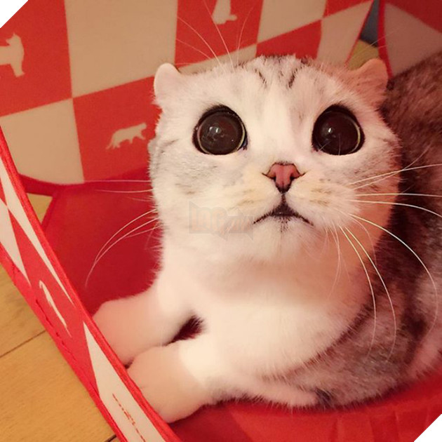 mèo người mèo mắt lớn nhất thế giới sẽ không đầu hàng trở thành "mèo nô lệ"! # 2 nhìn này bạn đứng? ! (30)