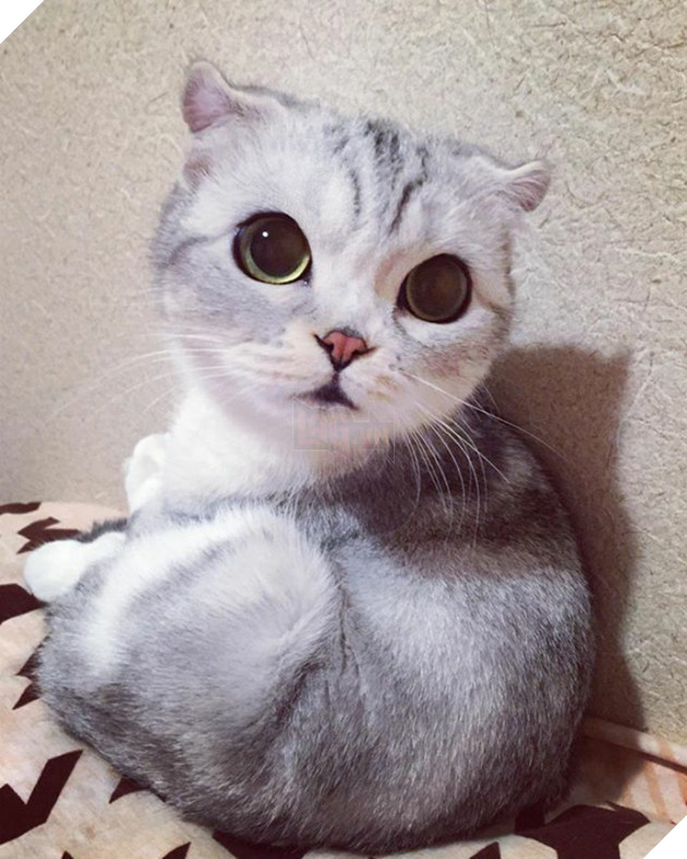 mèo người mèo mắt lớn nhất thế giới sẽ không đầu hàng trở thành "mèo nô lệ"! # 2 nhìn này bạn đứng? ! (30)