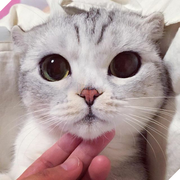 mèo người mèo mắt lớn nhất thế giới sẽ không đầu hàng trở thành "mèo nô lệ"! # 2 nhìn này bạn đứng? ! (30)