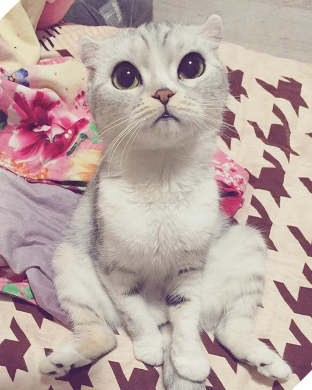 mèo người mèo mắt lớn nhất thế giới sẽ không đầu hàng trở thành "mèo nô lệ"! # 2 nhìn này bạn đứng? ! (30)