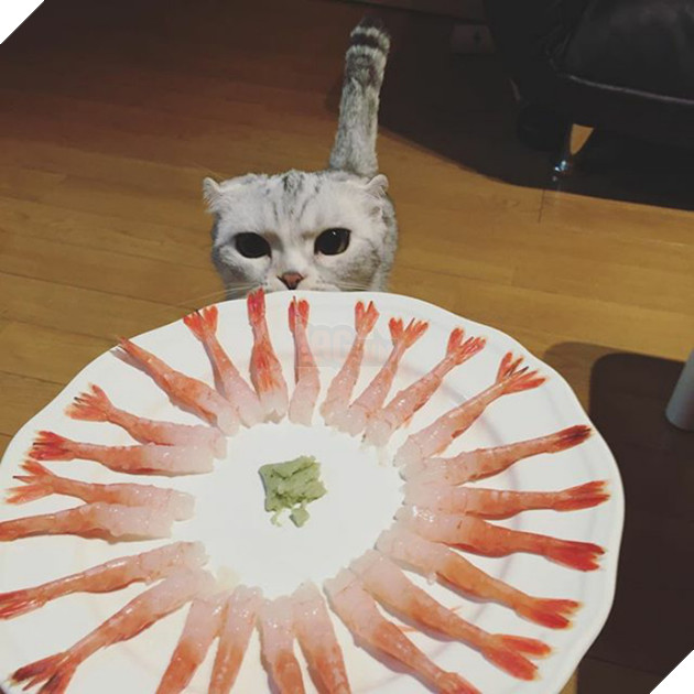 mèo người mèo mắt lớn nhất thế giới sẽ không đầu hàng trở thành "mèo nô lệ"! # 2 nhìn này bạn đứng? ! (30)