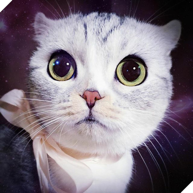 mèo người mèo mắt lớn nhất thế giới sẽ không đầu hàng trở thành "mèo nô lệ"! # 2 nhìn này bạn đứng? ! (30)