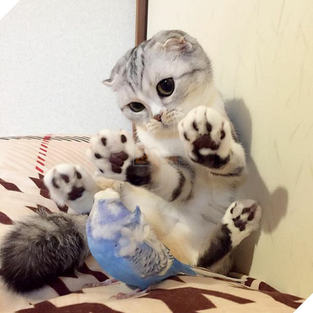 mèo người mèo mắt lớn nhất thế giới sẽ không đầu hàng trở thành "mèo nô lệ"! # 2 nhìn này bạn đứng? ! (30)