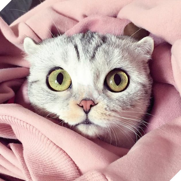 mèo người mèo mắt lớn nhất thế giới sẽ không đầu hàng trở thành "mèo nô lệ"! # 2 nhìn này bạn đứng? ! (30)