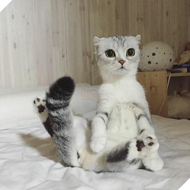 Chú mèo Nhật Bản mắt to long lanh khuấy đảo cộng đồng Instagram, #22 vẻ mặt ngố tàu siêu đáng yêu 22