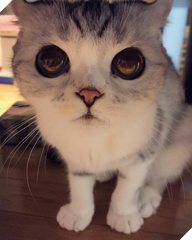 Chú mèo Nhật Bản mắt to long lanh khuấy đảo cộng đồng Instagram, #22 vẻ mặt ngố tàu siêu đáng yêu 23